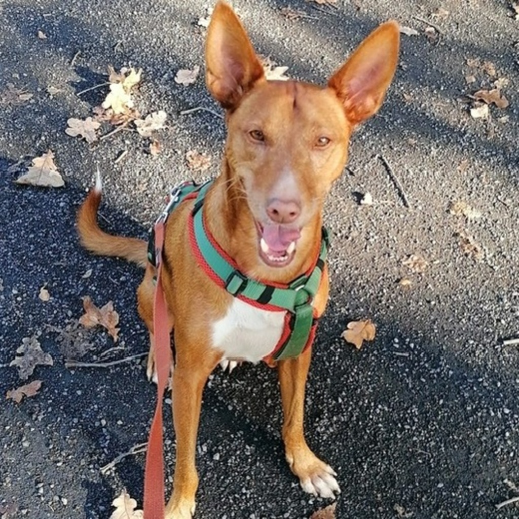 Podenco Isaiah, 05/2020, ca. 40 cm, 47447 Moers