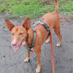 Podenco Isaiah, 05/2020, ca. 40 cm, 47447 Moers