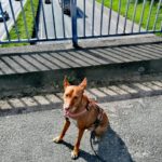 Podenco Isaiah, 05/2020, ca. 40 cm, 47447 Moers