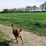 Podenco Isaiah, 05/2020, ca. 40 cm, 47447 Moers