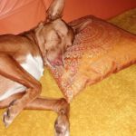 Podenco Isaiah, 05/2020, ca. 40 cm, 47447 Moers