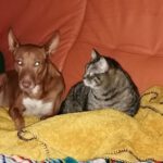 Podenco Isaiah, 05/2020, ca. 40 cm, 47447 Moers