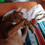 Podenco Isaiah, 05/2020, ca. 40 cm, 47447 Moers