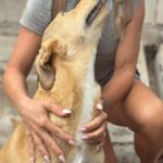 Mischling Jasmine, 11/2025, ca. 50 cm