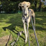 Galgo Jeremiah, 07/2025, ca. 65 cm, 47802 Krefeld
