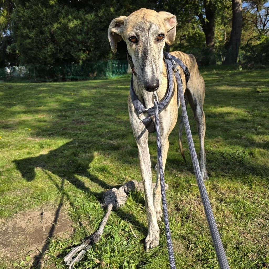 Galgo Jeremiah, 07/2025, ca. 65 cm, 47802 Krefeld