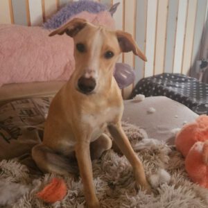 Podenco Collie Mischling Joey, 03/2026, Endgröße ca. 55 cm,35753 Greifenstein