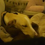 Podenco Collie Mischling Joey, 03/2026, Endgröße ca. 55 cm,35753 Greifenstein