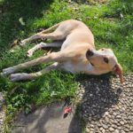 Podenco Collie Mischling Joey, 03/2026, Endgröße ca. 55 cm,35753 Greifenstein