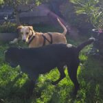 Podenco Collie Mischling Joey, 03/2026, Endgröße ca. 55 cm,35753 Greifenstein