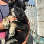 Schäferhund Husky Mischling Joey, 06/2026, Endgröße ca. 60 cm