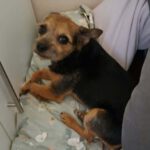 Terrier Mischling Josie, 12,2017, ca. 30 cm, 61200 Wölfersheim-Södel