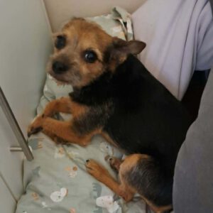 Terrier Mischling Josie, 12,2017, ca. 30 cm, 61200 Wölfersheim-Södel