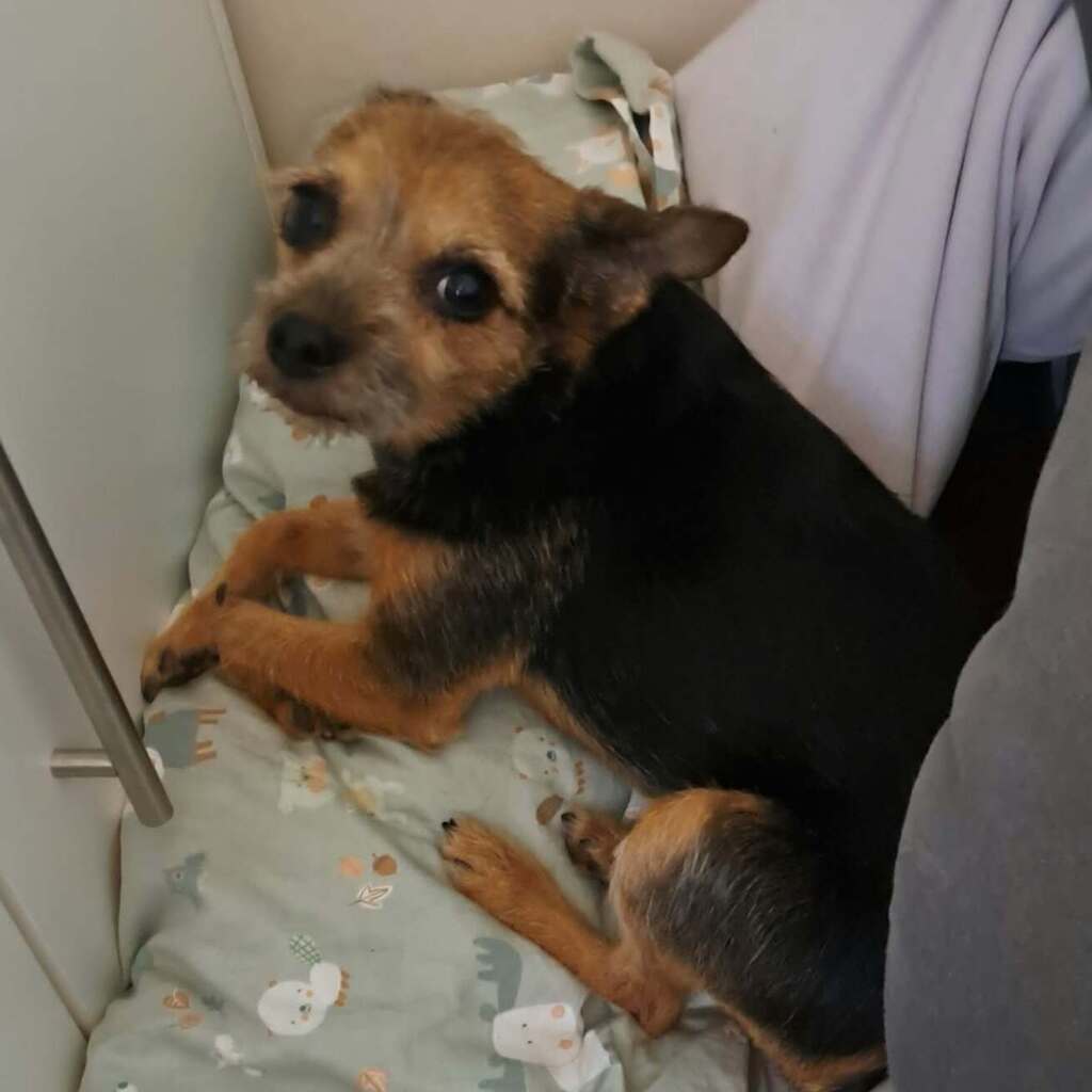 Terrier Mischling Josie, 12,2017, ca. 30 cm, 61200 Wölfersheim-Södel