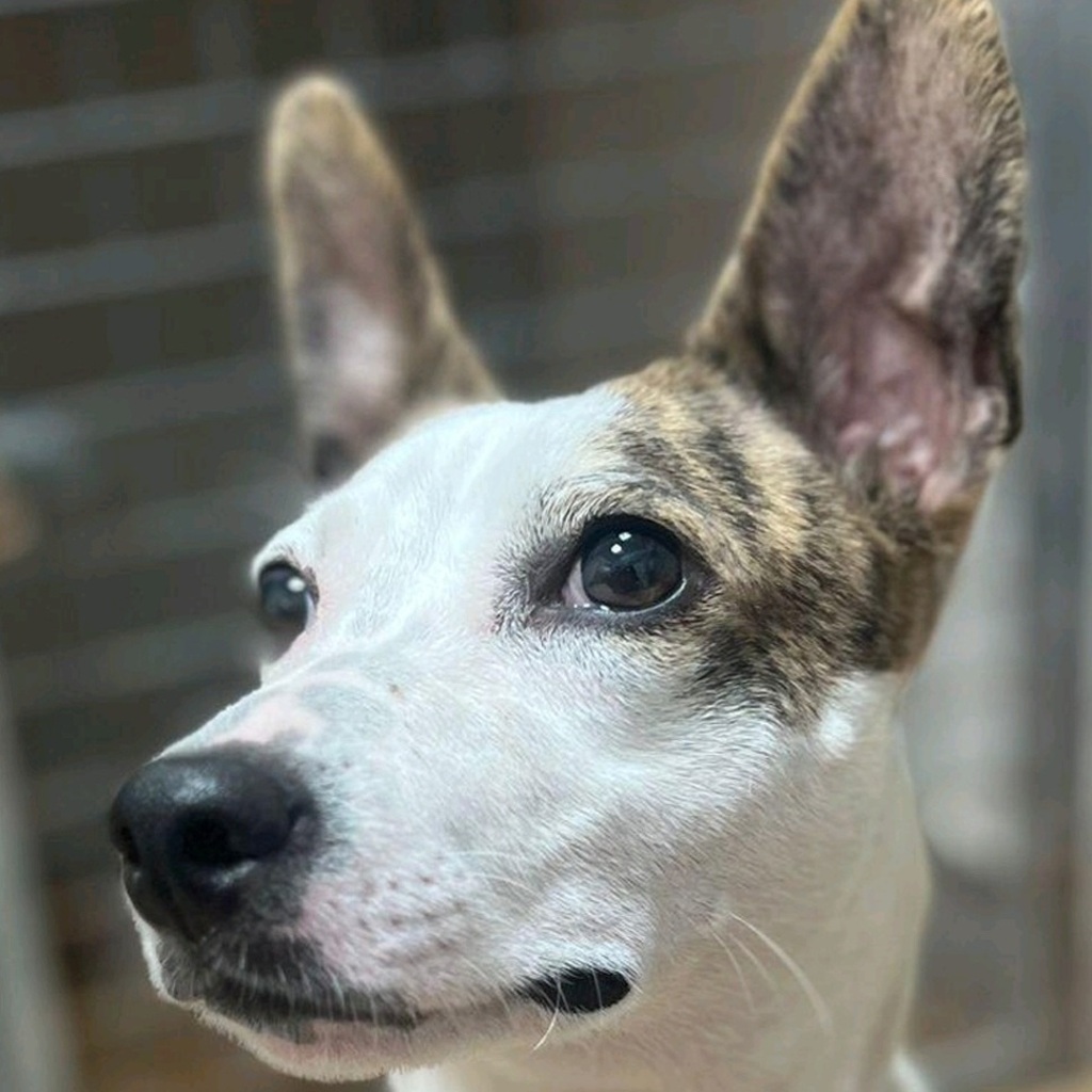 Whippet-Podenco-Mischling Kilua, 11/2024, ca. 40 cm