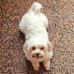 Malteser Kimba, 11/2018, ca. 25 cm, 73272 Neidlingen