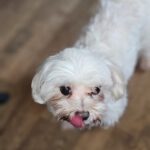 Malteser Kimba, 11/2018, ca. 25 cm, 73272 Neidlingen
