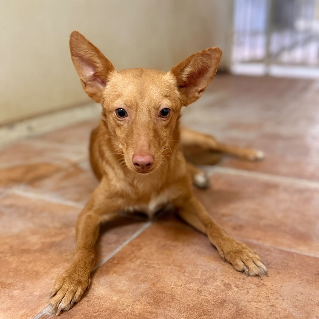 Podenco Layne, 10/2025, ca. 40 cm