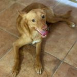 Podenco Layne, 10/2025, ca. 40 cm
