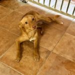 Podenco Layne, 10/2025, ca. 40 cm