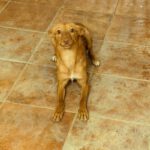 Podenco Layne, 10/2025, ca. 40 cm