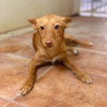 Podenco Layne, 10/2025, ca. 40 cm
