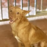 Podenco Layne, 10/2025, ca. 40 cm