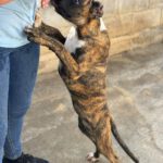 Boxer Lea, 05/2026, Endgröße ca. 60 cm
