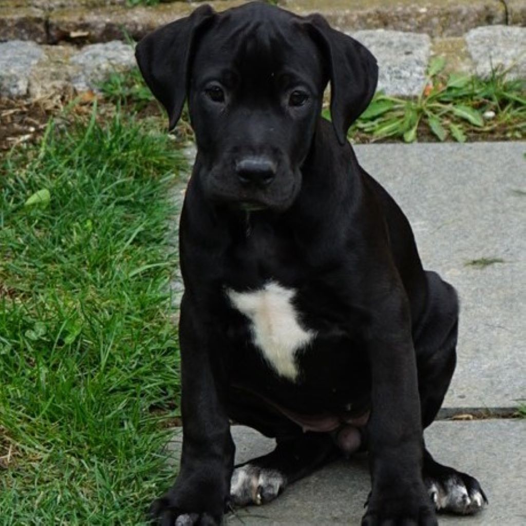 Doggen Mischling Lissa, 06/2026, Endgröße ca. 70 cm,86935 Rott am Lech
