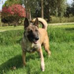Malinois Mischling Loba, 06/2022, 65 cm