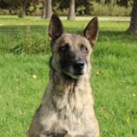 Malinois Mischling Loba, 06/2022, 65 cm