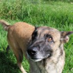 Malinois Mischling Loba, 06/2022, 65 cm