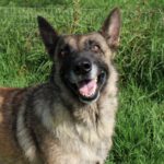 Malinois Mischling Loba, 06/2022, 65 cm