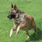 Malinois Mischling Loba, 06/2022, 65 cm