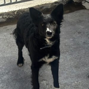 Border Collie Mischling Lolita, 08/2025, ca. 45 cm