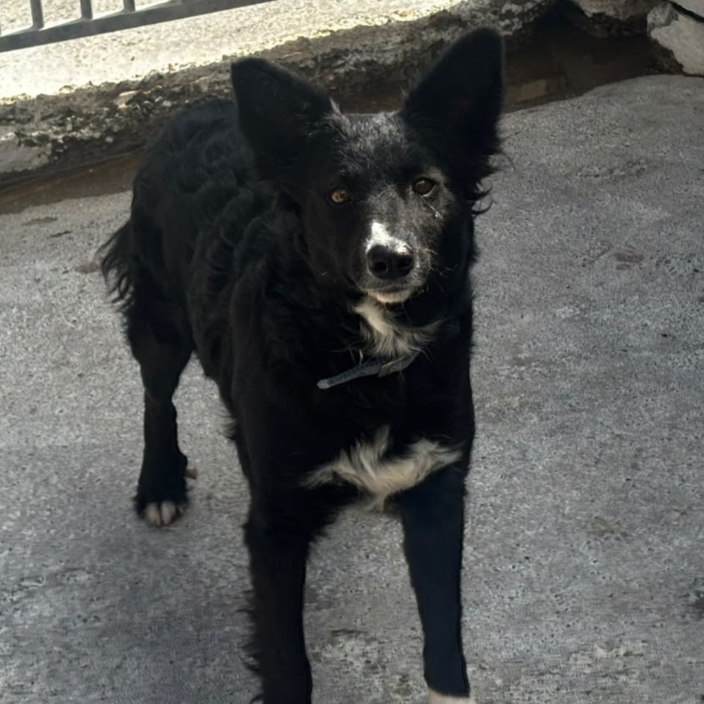 Border Collie Mischling Lolita, 08/2025, ca. 45 cm