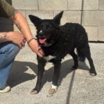 Border Collie Mischling Lolita, 08/2025, ca. 45 cm