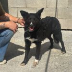 Border Collie Mischling Lolita, 08/2025, ca. 45 cm