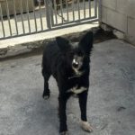 Border Collie Mischling Lolita, 08/2025, ca. 45 cm