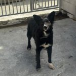 Border Collie Mischling Lolita, 08/2025, ca. 45 cm
