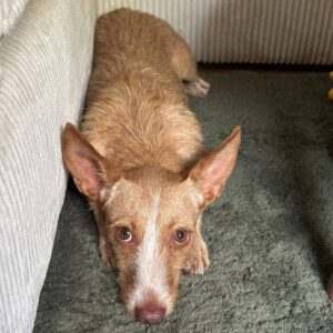 Podenco Maneto Lorna, 11/2025, Endgröße ca. 35 cm, 45472 Mülheim
