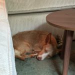 Podenco Maneto Lorna, 11/2025, Endgröße ca. 35 cm, 45472 Mülheim