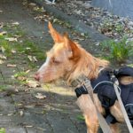 Podenco Maneto Lorna, 11/2025, Endgröße ca. 35 cm, 45472 Mülheim