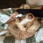 Podenco Maneto Lorna, 11/2025, Endgröße ca. 35 cm, 45472 Mülheim
