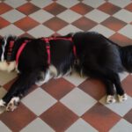 Border Collie Lucero, 06/2025, ca. 48 cm, 16766 Kremmen