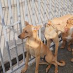 Podenco Madrid, 01/2026, Endgröße ca. 40 cm