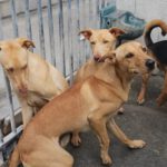 Podenco Madrid, 01/2026, Endgröße ca. 40 cm