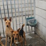 Podenco Madrid, 01/2026, Endgröße ca. 40 cm