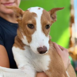 Podenco Mischling Marianne, 01/2026, Endgröße ca. 45 cm