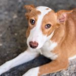 Podenco Mischling Marianne, 01/2026, Endgröße ca. 45 cm